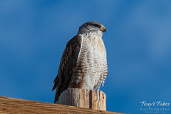 Ferruginous Hawk keeps watch