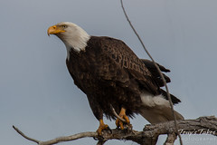 Majestic bald eagle