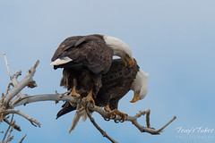 Female Bald Eagle checks on its mate