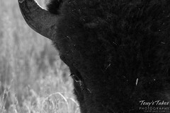 Bison black and white closeup