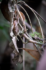 Can you find the leaf tailed gecko?