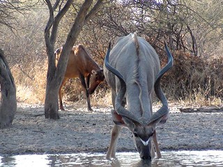 Botswana Hunting Safari 61