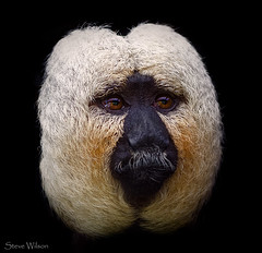Male White Face Saki at Chester Zoo