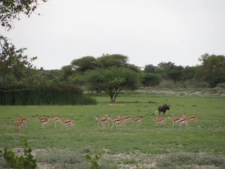 Botswana Hunting Safari 57