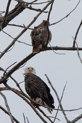 Bald Eagle and Red Tailed Hawk share a roost
