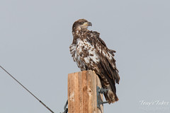 Juvenile Bald Eagle Keeps Watch