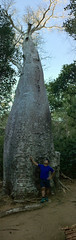 Last Minute Run to the Big Baobab in Anjajavy. (Laura iPhone pano)