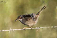 Toutinegra dos valados, Sardinian Warbler(Sylvia melanocephala) - em Liberdade [in Wild]