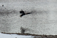 4 of 14 - Bald Eagle Fishing Sequence