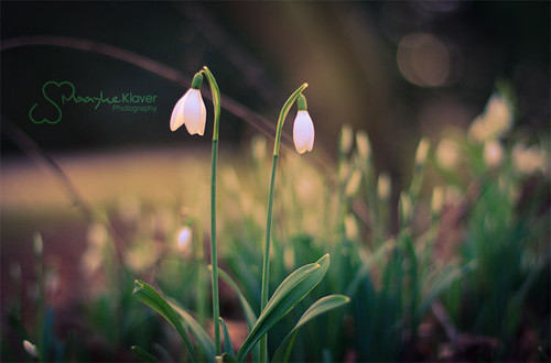 Hình Ảnh Phong Cảnh Mùa Xuân Đẹp - a photo on Flickriver