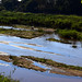 River in Skukuza