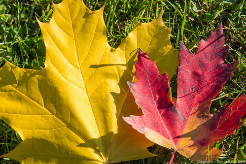 Yellow & Red Maple Leaves • <a style="font-size:0.8em;" href="http://www.flickr.com/photos/65051383@N05/15512964280/" target="_blank">View on Flickr</a>