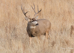 Handsome deer buck
