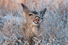 Deer Doe samples the frost covered bushes