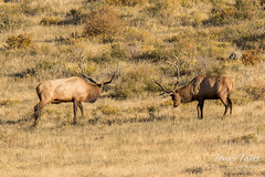 Elk bulls approach, prepare to engage