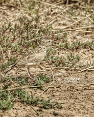 #صباح_الخير  كارولوس_لينيوس قبرة متوجة أو قنبرة متوجة أو القُوبعة Crested_Lark الاسم العلمي Galerida_Cristata القوبعة #طير #طيور #طائر  #bird #birds #hdr  #hdr #photo #تصويري #القصيم #كشته #goodmorning #animal  #animals #ksa #saudiarabia  #Beautiful #Foll