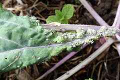 Anglų lietuvių žodynas. Žodis brassica oleracea acephala reiškia <li>brassica oleracea acephala</li> lietuviškai.