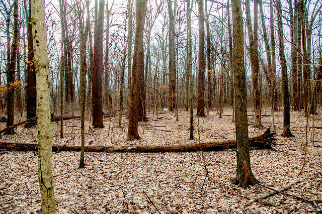Wesselman Woods Nature Preserve - January 5, 2015
