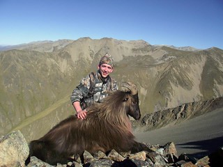 New Zealand Red Stag Hunting - Christchurch 26
