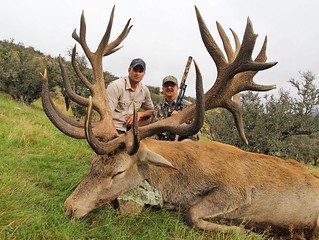 New Zealand Red Stag Hunting - Christchurch 37