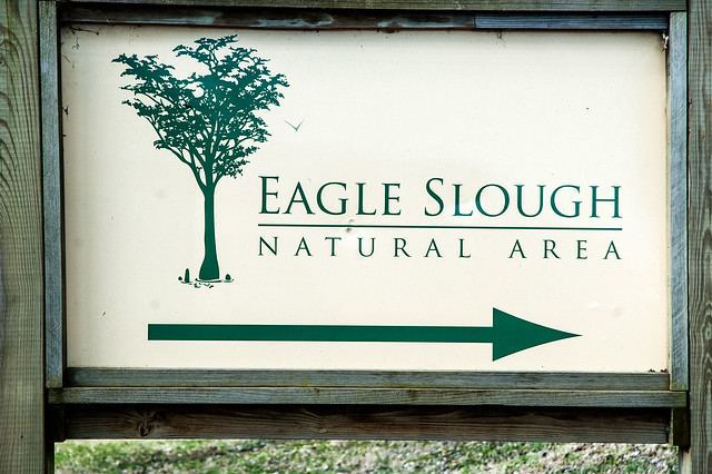 Eagle Slough Nature Preserve - January 5, 2015