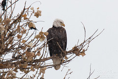 Bald Eagle on a cold, snowy day in Colorado