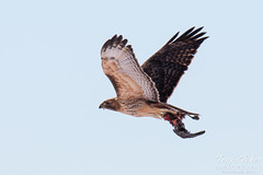 Red Tailed Hawk flies off with dead coot in its talons