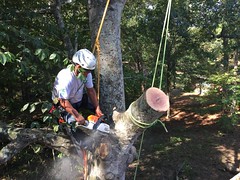 Outer Banks Tree Service