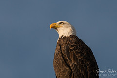 Bald eagle close up