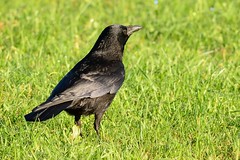 HNS_1707 zwarte kraai (Corvus corone)