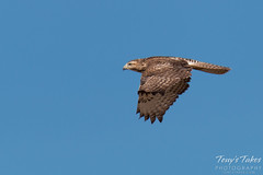 Red Tailed Hawk Flyby