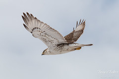 Ferruginous Hawk Flight