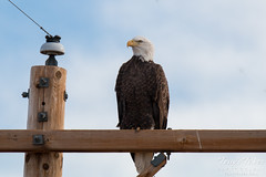 A very proud and regal Bald Eagle
