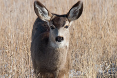 Watchful mule deer doe