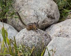 Oh look, a chipmunk! • <a style="font-size:0.8em;" href="http://www.flickr.com/photos/92159645@N05/16047514158/" target="_blank">View on Flickr</a>