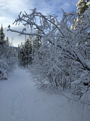 Snow melt followed by two epic snow days in Whitehorse, Yukon.