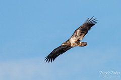 Juvenile Bald Eagle Flyby