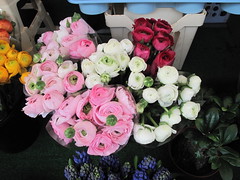 Anglų lietuvių žodynas. Žodis bouquets reiškia puokštės lietuviškai.
