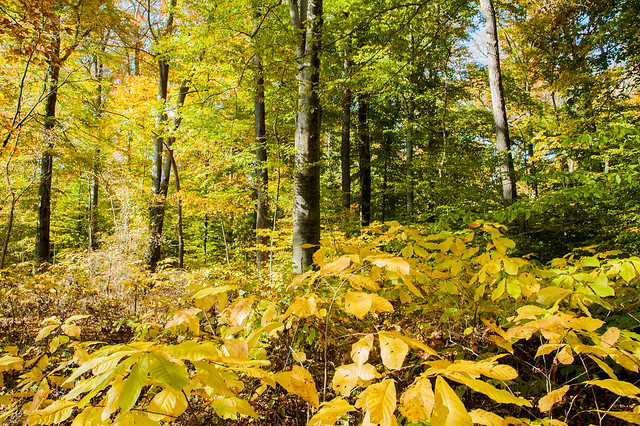 Tribbett Woods Nature Preserve - October 25, 2014