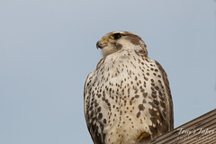 Prairie Falcon keeps close watch on its surroundings