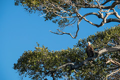 Fish eagle - one of the rarest birds in Madagascar.