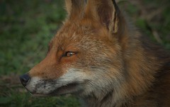 Fox relaxing