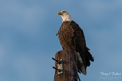 Bald eagle gazes into the distance