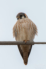 Female American Kestrel rests on a wire