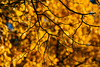 Autumn leaves by gordonplant, on Flickr