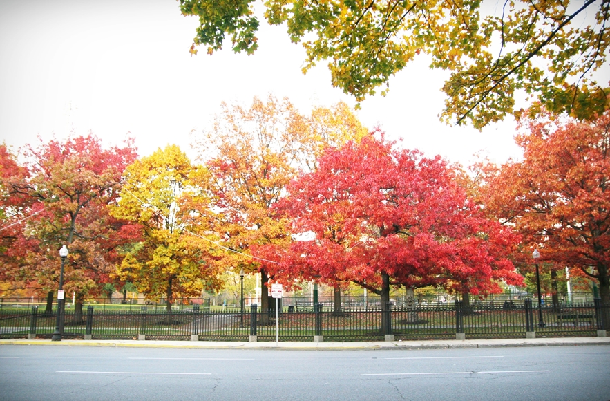波士頓秋天 boston-common-public-garden-autumn-19