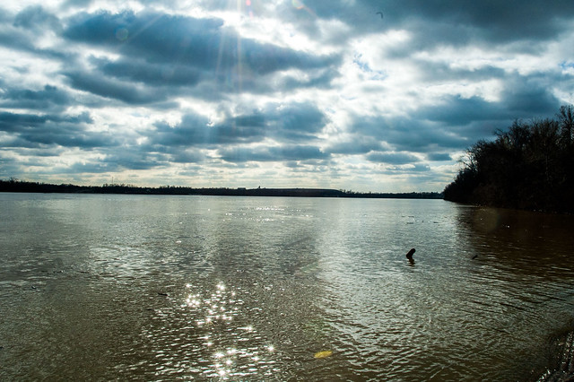 Hovey Lake Fish & Wildlife Area - Ohio River - January 6, 2015