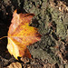 Leaf and Stump • <a style="font-size:0.8em;" href="http://www.flickr.com/photos/124925518@N04/30271769486/" target="_blank">View on Flickr</a>