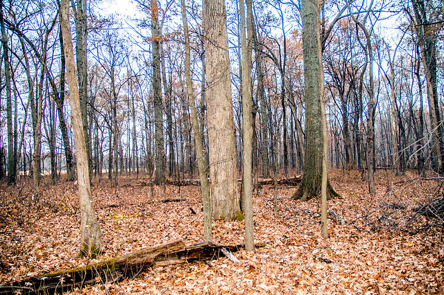 Saunders Woods Nature Preserve - November 25, 2014