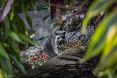 Raccoon in the wild • <a style="font-size:0.8em;" href="http://www.flickr.com/photos/92159645@N05/16047503098/" target="_blank">View on Flickr</a>